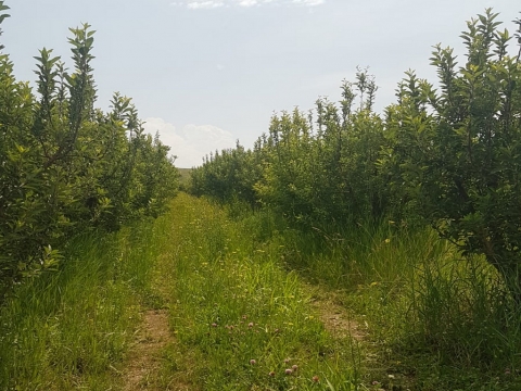 Ստանդարտ - Հողատարածք - Կարբի